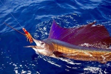 Cabo San Lucas Fishing Charters — Fishing Charter in Cabo San Lucas, Los Cabos