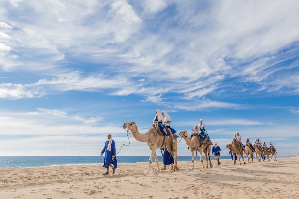 Cabo Adventures — Tour Agency in Cabo San Lucas, Los Cabos