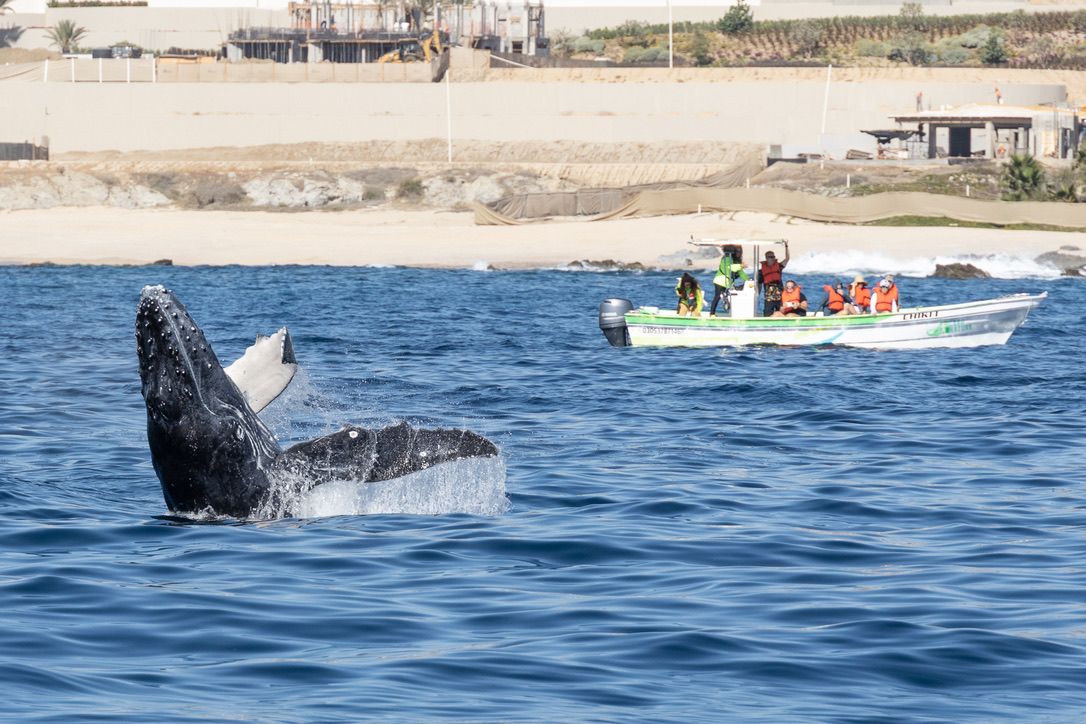 Cabo Nature — Tour Agency in Cabo San Lucas, Los Cabos