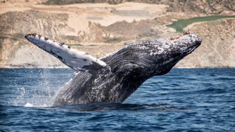 CaboTrek — Tour Agency in Cabo San Lucas, Los Cabos