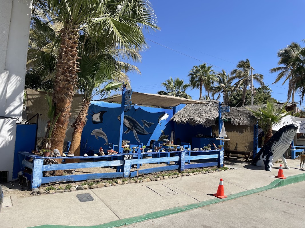 OPENWATER EXPEDITIONS-Snorkeling, Sunset Cruise, Yacht, Activities, Tours, Sportfishing, Whale Watching in San Jose del Cabo — Tour Agency in San Jose del Cabo, Los Cabos