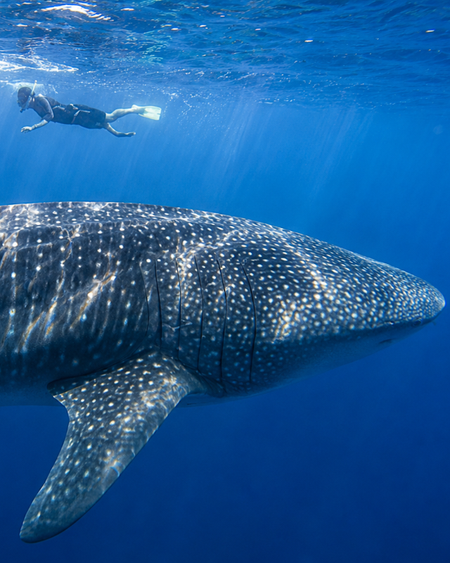 Cabo Expeditions — Tour Agency in Cabo San Lucas, Los Cabos