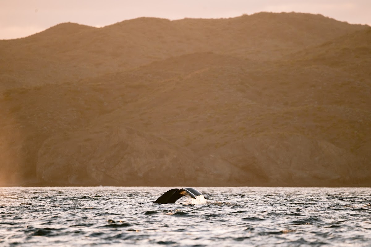 Proyecto Cetáceo — Tour Agency in Cabo San Lucas, Los Cabos