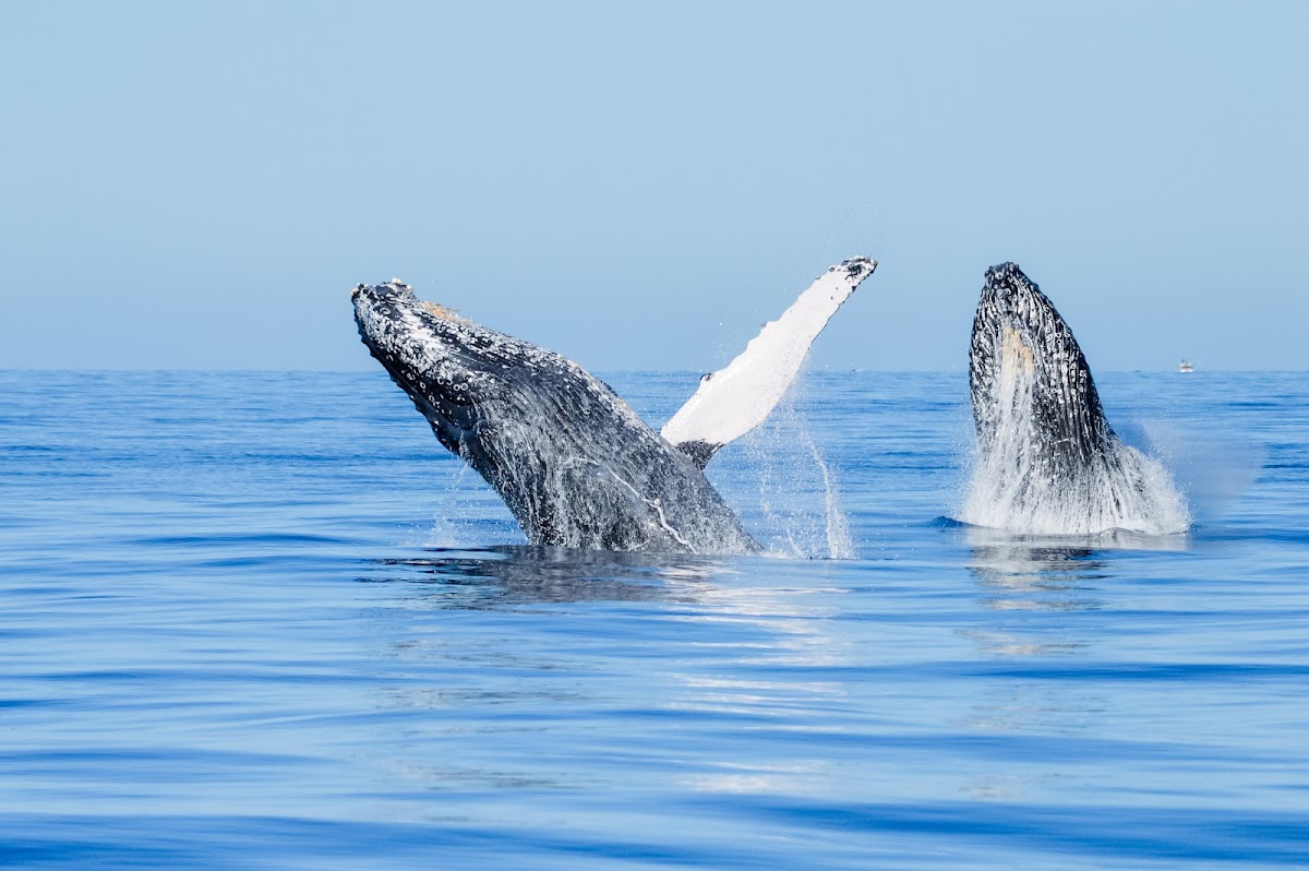 Whale Watch Cabo — Tour Agency in Cabo San Lucas, Los Cabos