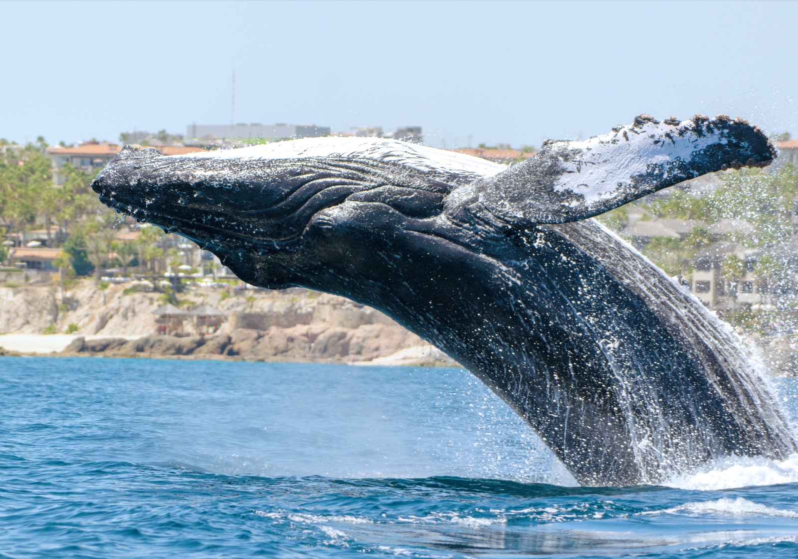 Humpback whale breaching off Cabo San Lucas with resort buildings and rocky shoreline behind it