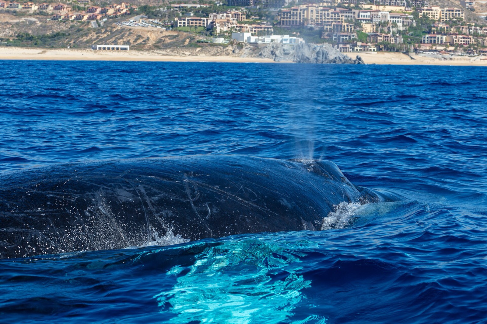 Humpback whale surfacing and blowing off Cabo San Lucas, with the beach and hillside hotels behind
