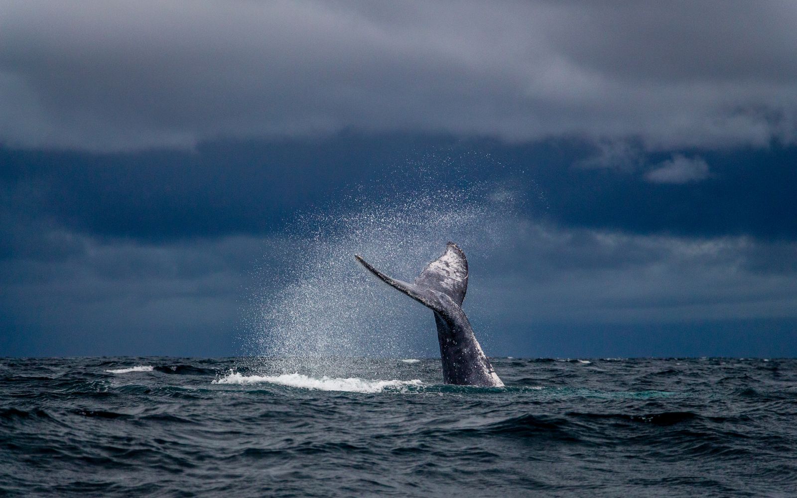 A humpback whale breaching off Baja