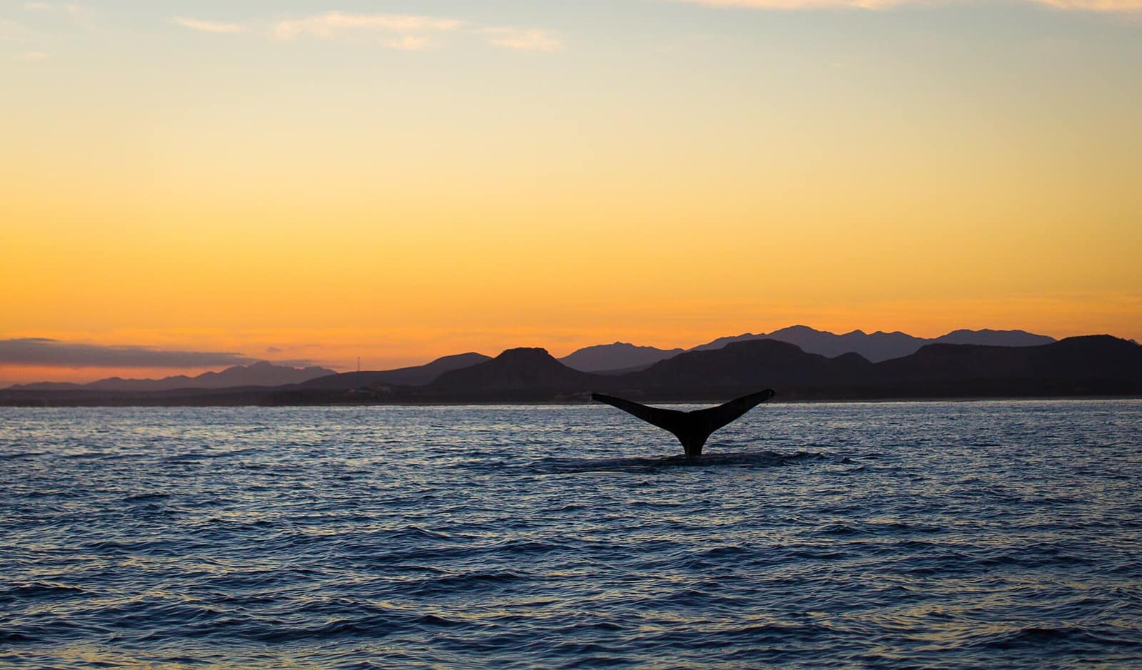 A whale fluke raised above the water at sunset with the Baja mountains silhouetted on the horizon