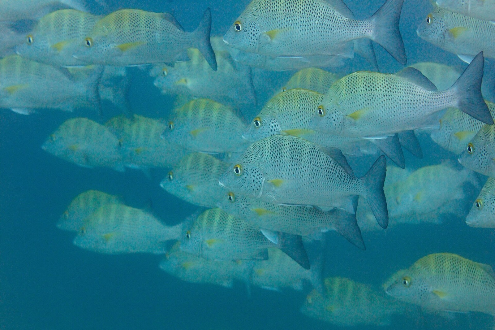 School of spotted greybar grunts swimming together in blue water at Cabo Pulmo
