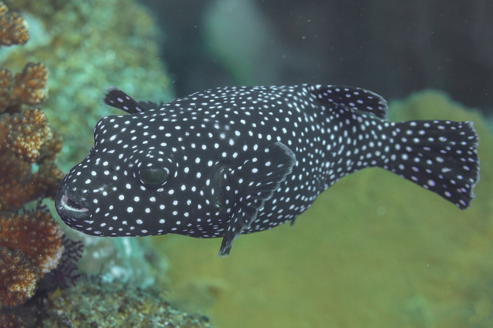 White-spotted guineafowl puffer swimming beside coral at Cabo Pulmo National Marine Park