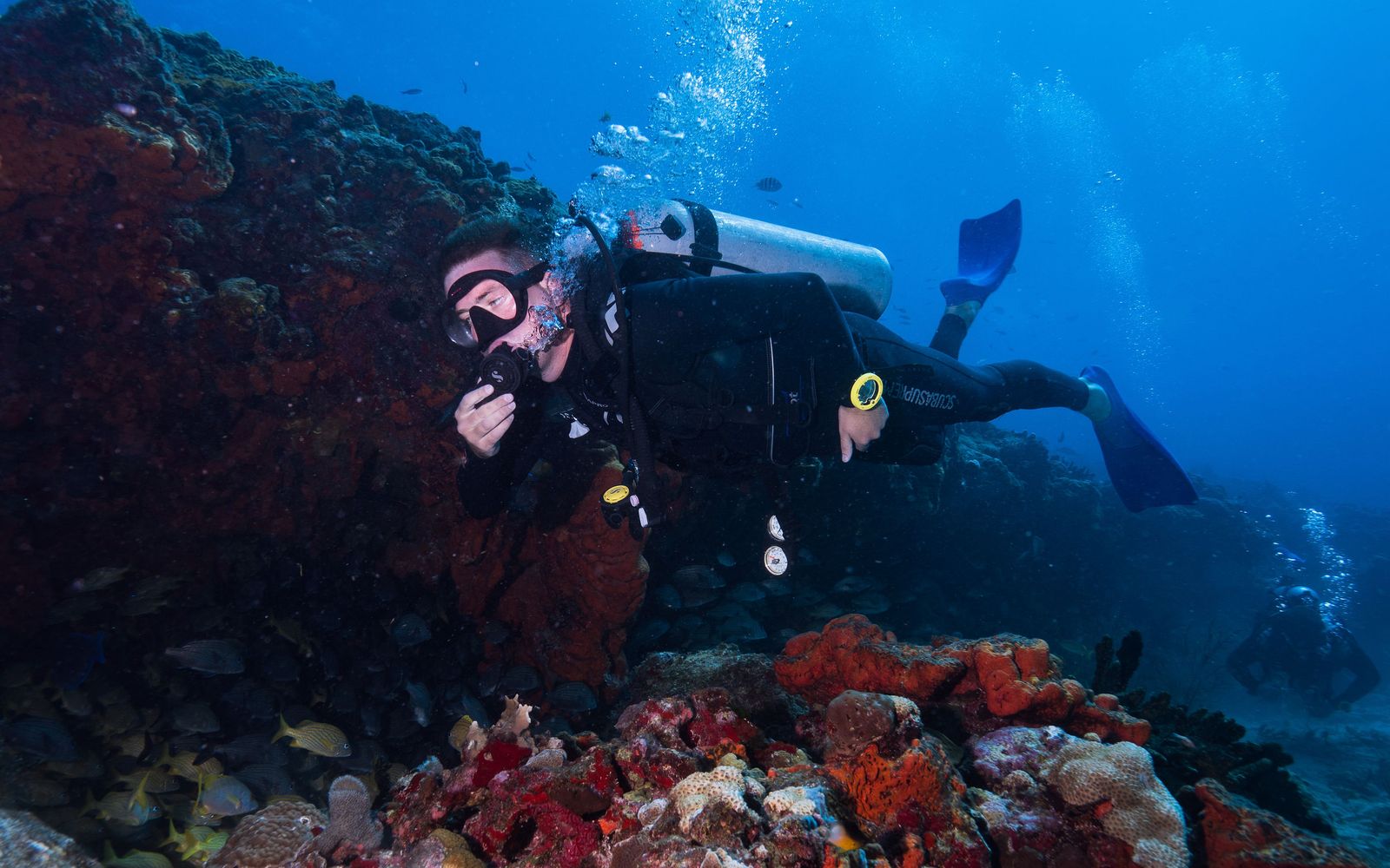 A reef teeming with fish at Cabo Pulmo