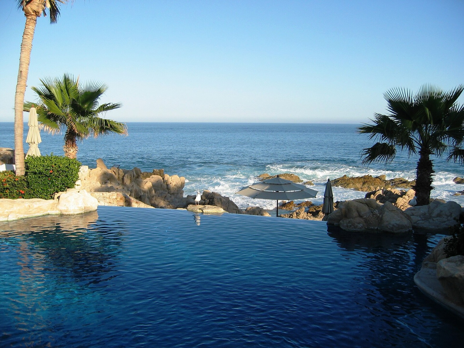 Infinity pool at a Cabo San Lucas resort overlooking rocky shoreline, palm trees and the open ocean