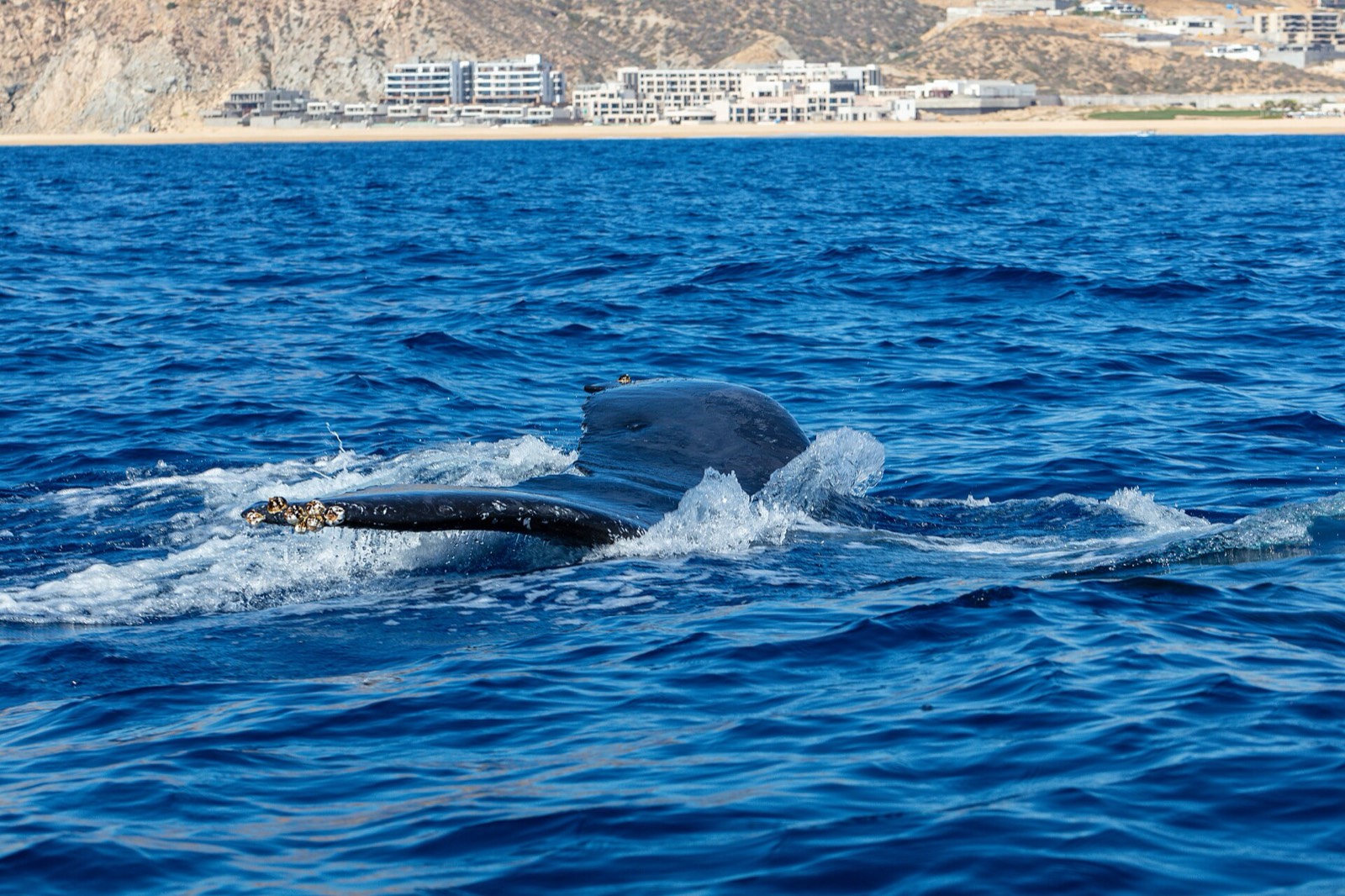 Humpback whale rolling at the surface with one long pectoral fin raised above calm blue water off Cabo San Lucas