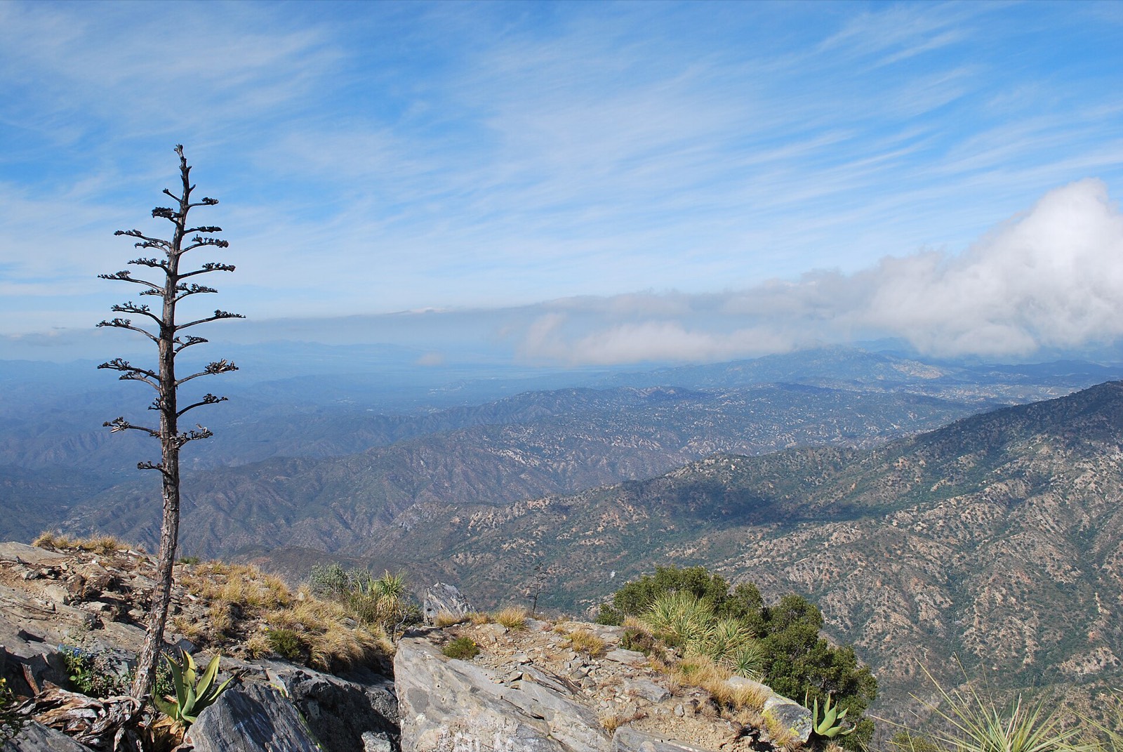 View from El Picacho over the forested ridges of the Sierra de la Laguna, with a dry agave stalk in the foreground