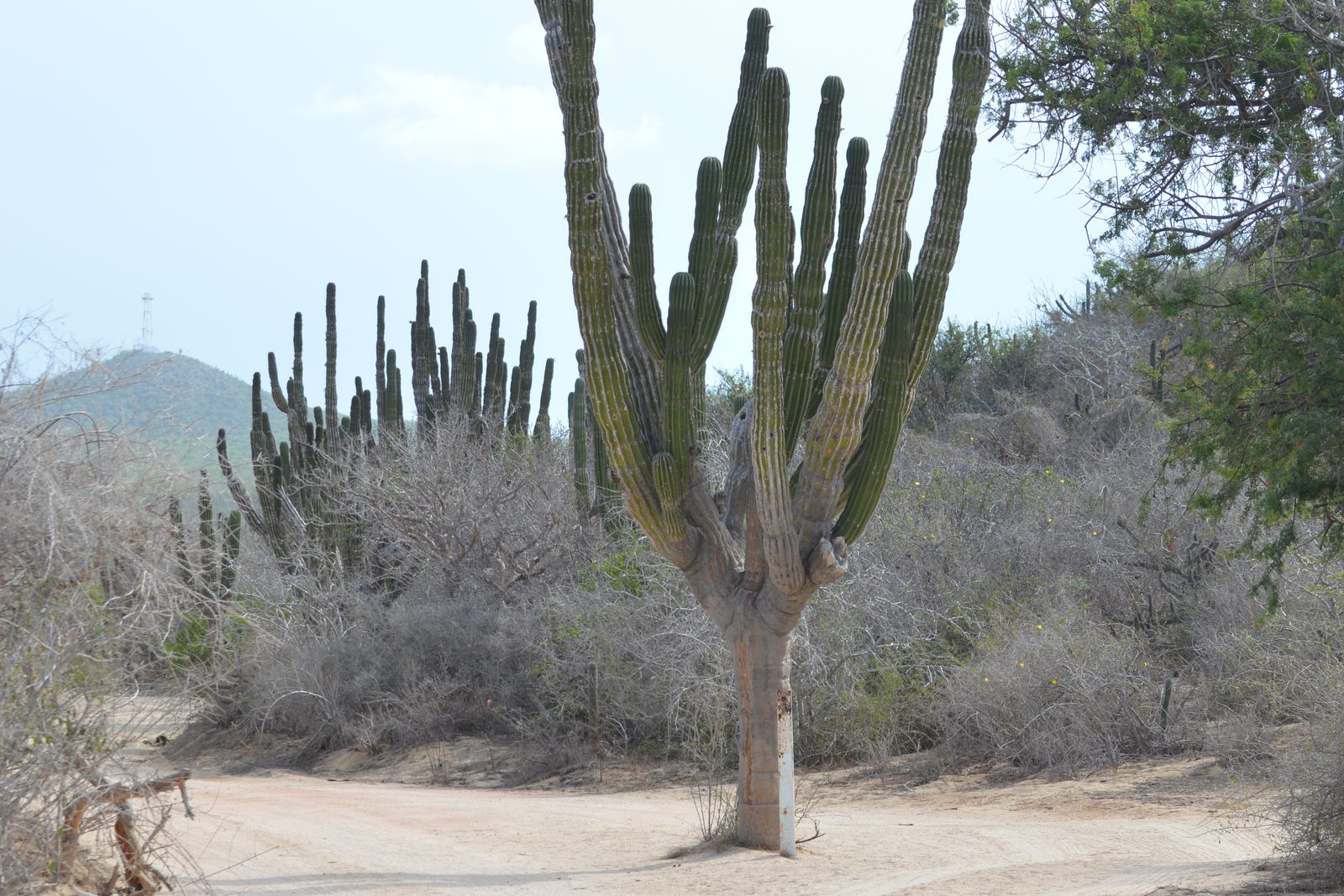 A towering cardón cactus beside a sandy desert trail at Rancho Punta San Cristóbal, Los Cabos, Baja California Sur