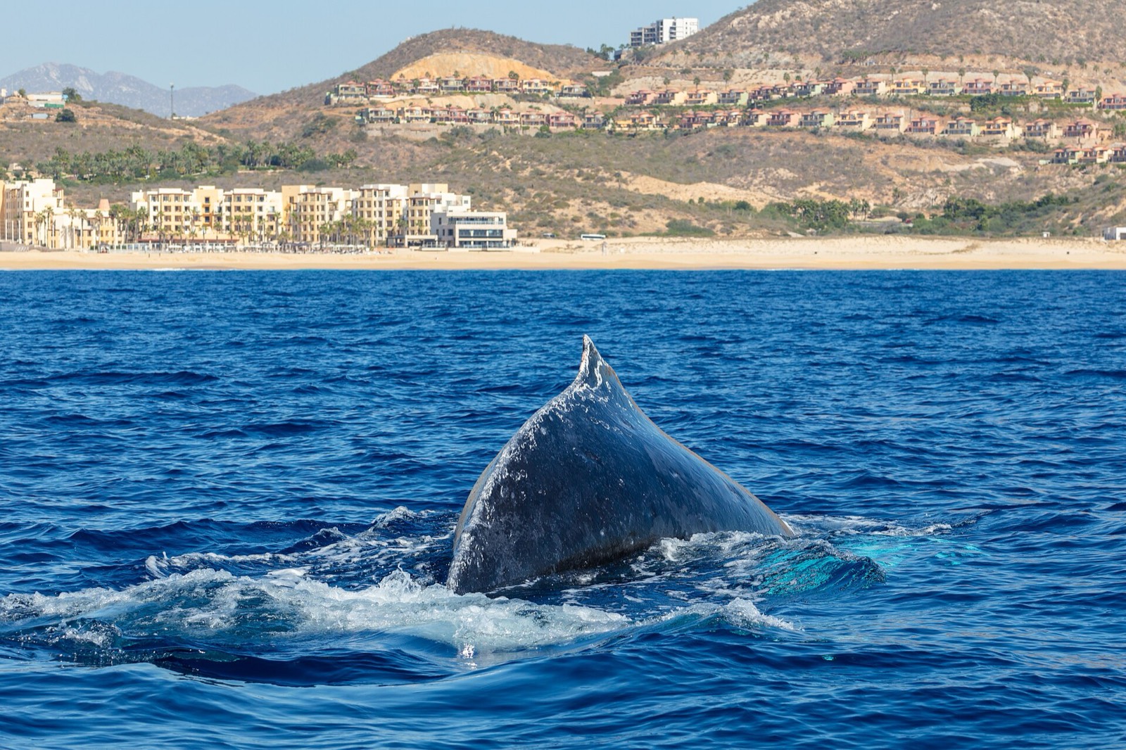 Humpback whale arching its back at the surface off Cabo San Lucas with beachfront resorts behind