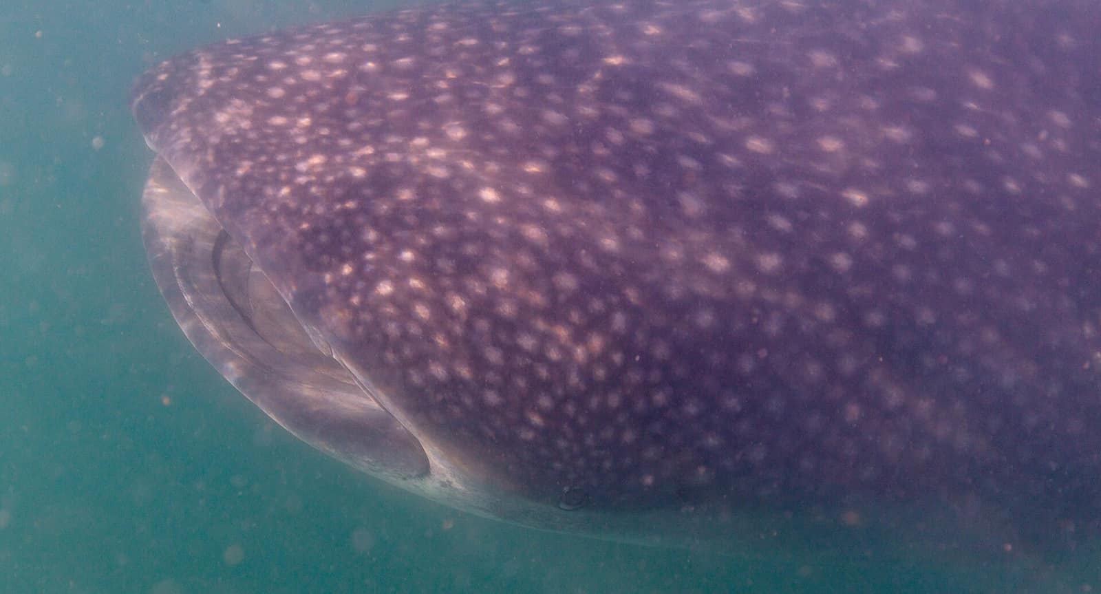 Close-up of a whale shark's spotted back and gills as it glides through the Sea of Cortez near La Paz