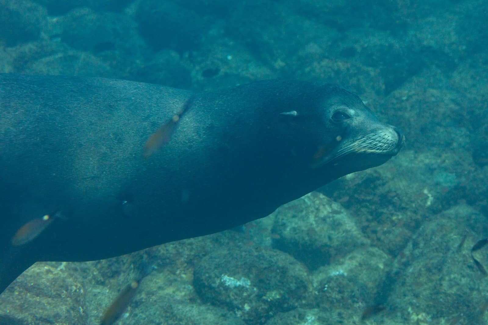 California sea lion swimming underwater among rocks at La Paz, Baja California Sur