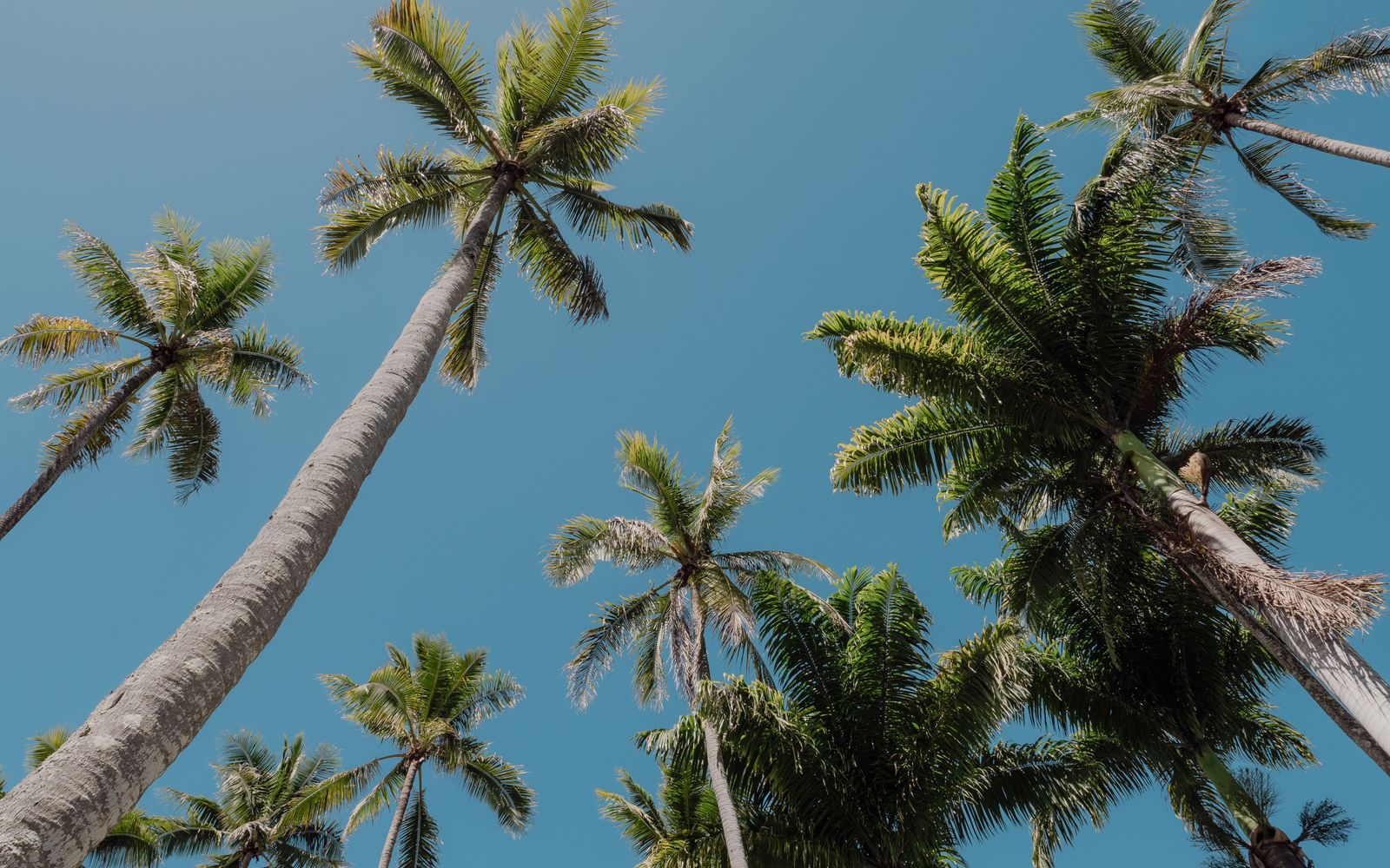 Palm trees against a clear Cabo sky