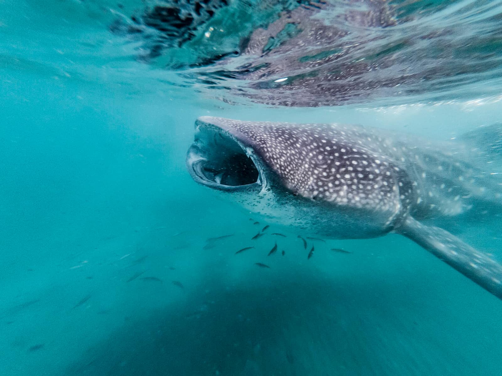 A whale shark filter-feeding in the turquoise waters of La Paz, Baja California Sur