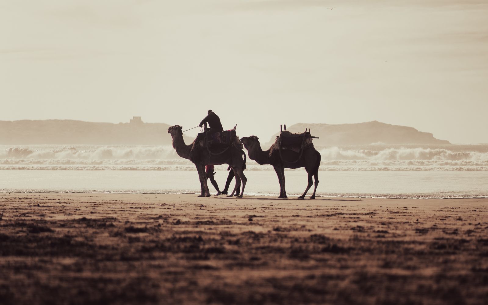 A camel tour along a Baja beach