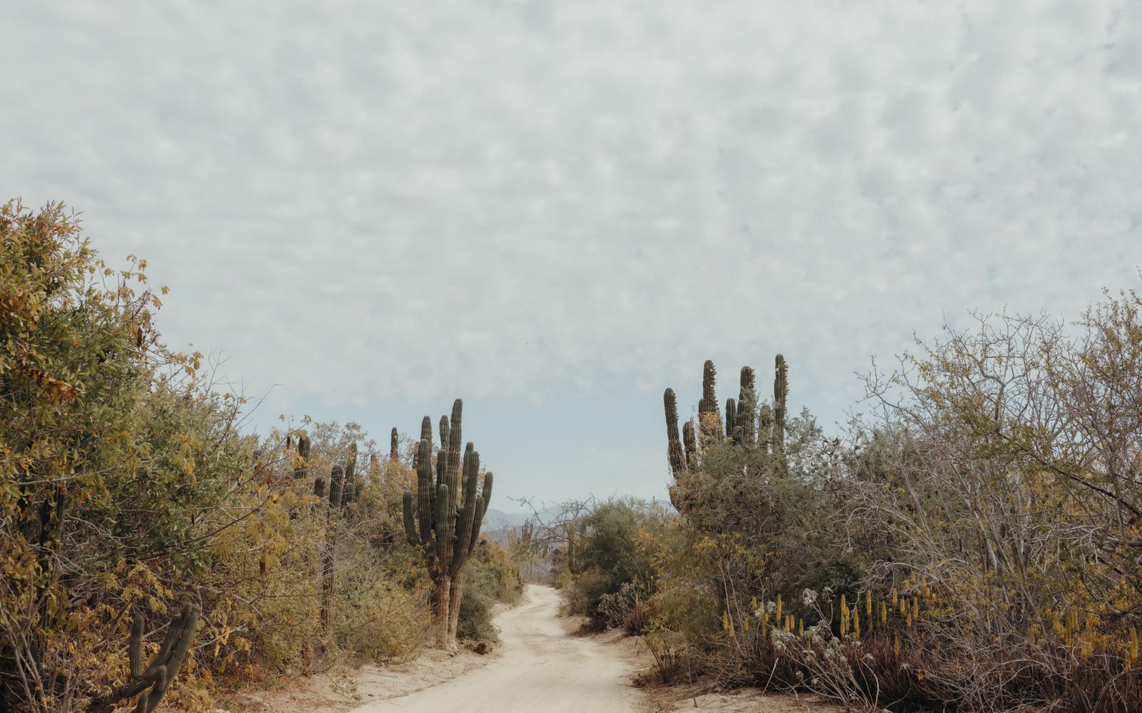 A coastal road trip in Baja California Sur