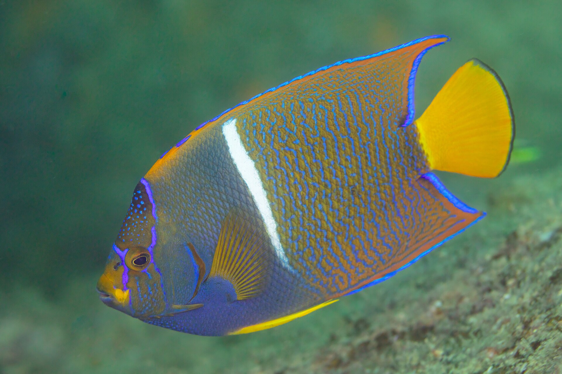 A school of fish on the reef at Cabo Pulmo