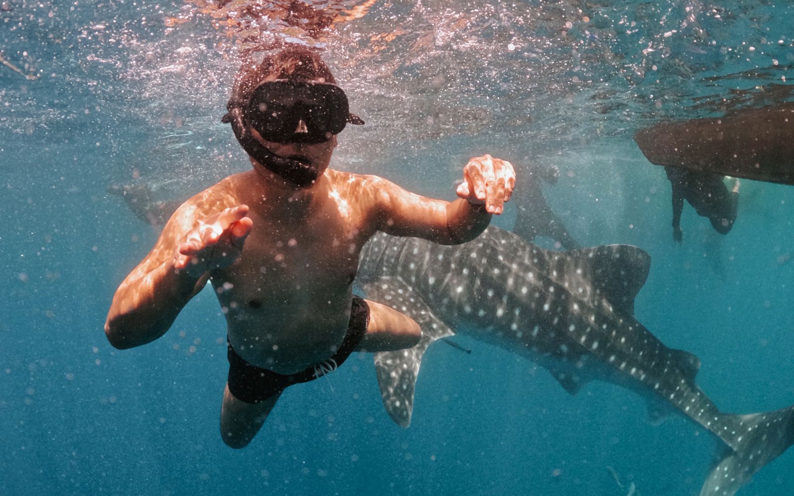 Swimming with a whale shark off La Paz