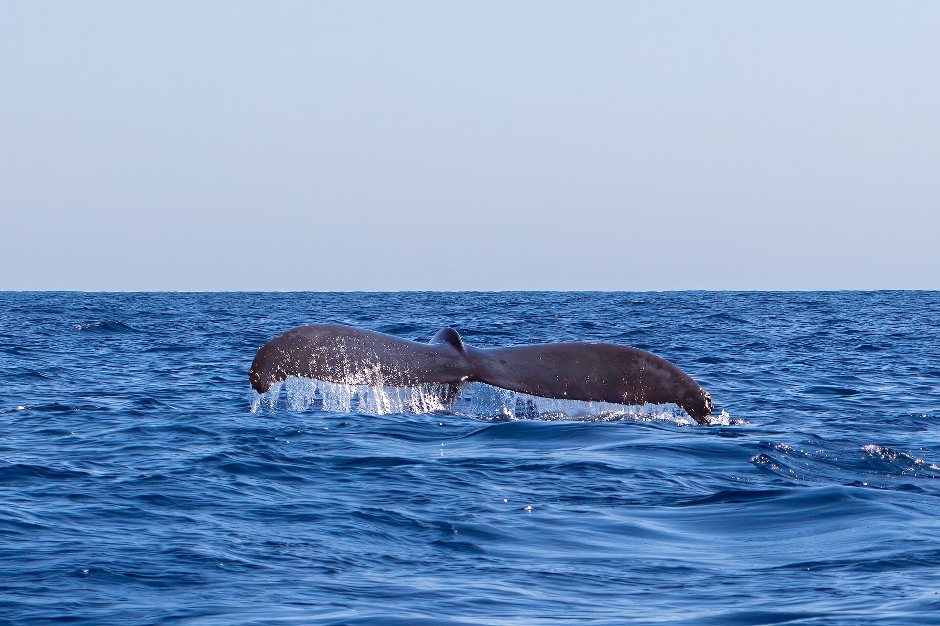 A whale breaching off Baja California Sur
